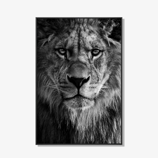 Lion close up - Zwart wit schilderij- plexiglas schilderij - kunst