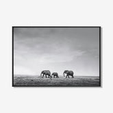 Olifanten - Zwart wit schilderij- plexiglas schilderij - kunst