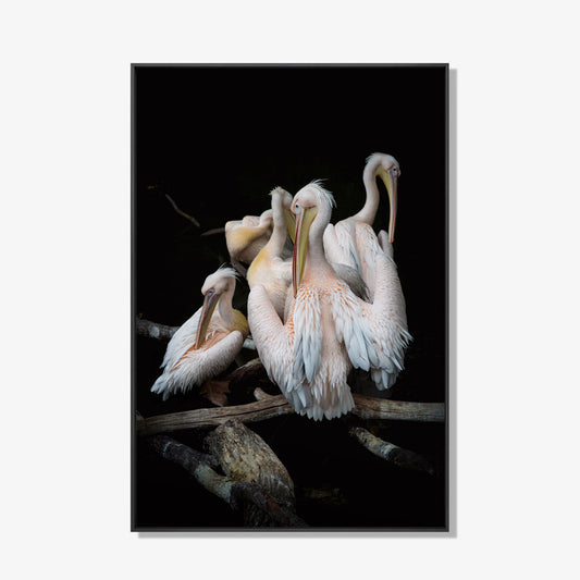 Pelikanen- plexiglas schilderij - kunst