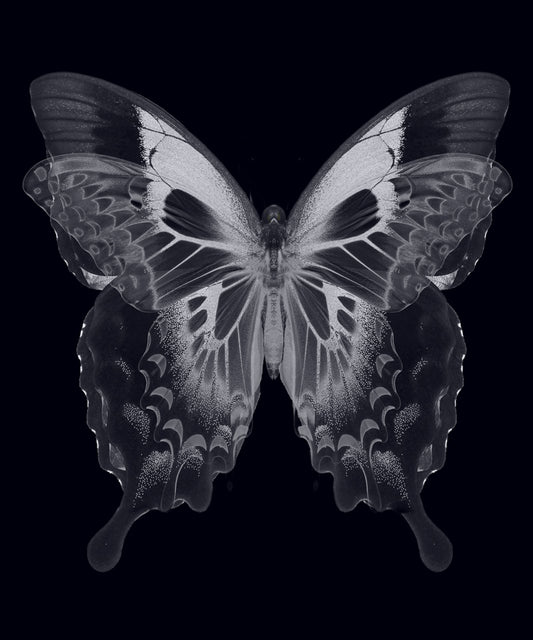 Butterfly - Fotografie op plexiglas