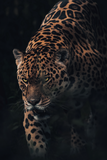 King of the jungle - Fotografie op plexiglas