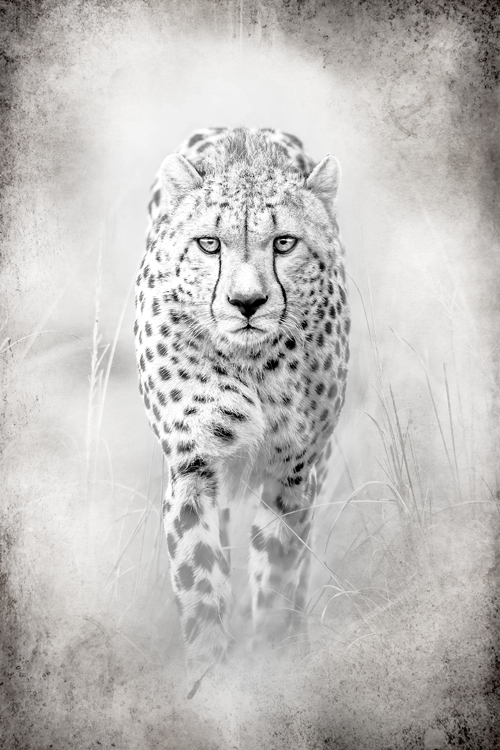 African cheetah - Fotografie op plexiglas