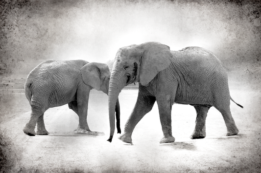 African Elephant - Fotografie op plexiglas