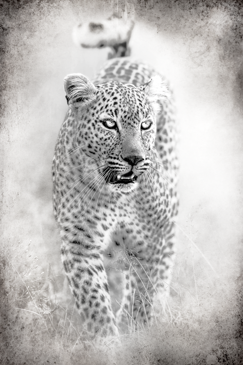 African panther - Fotografie op plexiglas
