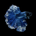 schilderij op plexiglas blauwe vis 