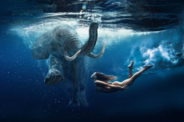 dieren schilderij op plexiglas met een olifant in de oceaan