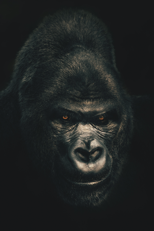 King Kong - Fotografie op plexiglas