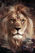 Wild lion extra - Fotografie op plexiglas