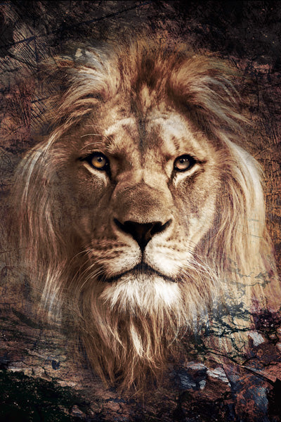 Wild lion extra - Fotografie op plexiglas