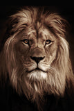 Wild lion- plexiglas schilderij - kunst
