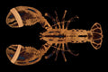 Lobster Black Horizontaal - Plexiglas schilderij