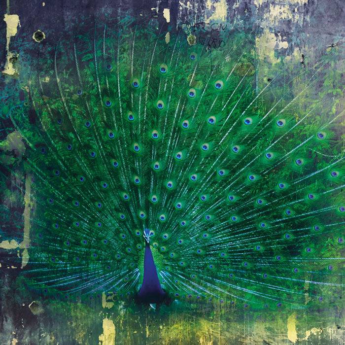 Peacock Square- Fotografie op plexiglas
