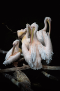 Pelikanen - Fotografie op plexiglas
